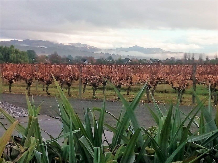 Wither Hills viewed from Lawsons Dry Hills cellar Door