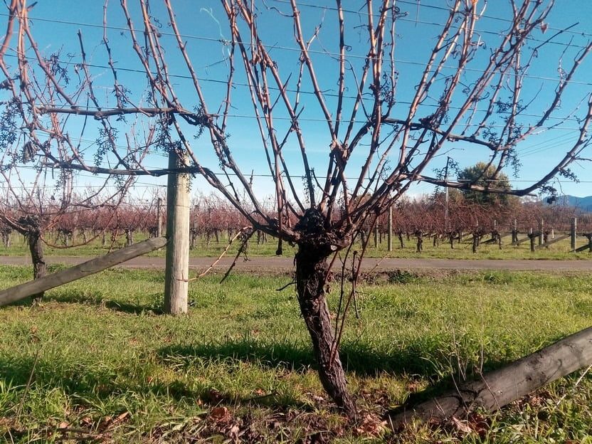 Marlborough Autumn tim4 cane pruninge