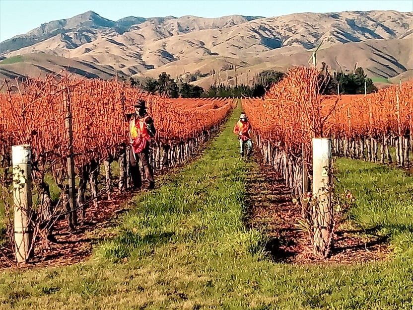 Pruning has started in Marlborough