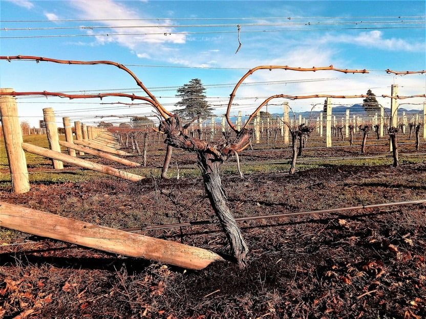 Marlborough Autumn time 4 cane vsp