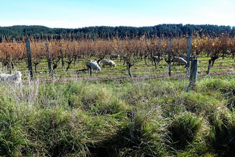 Sheep in the vines. Natures lawn mowers.