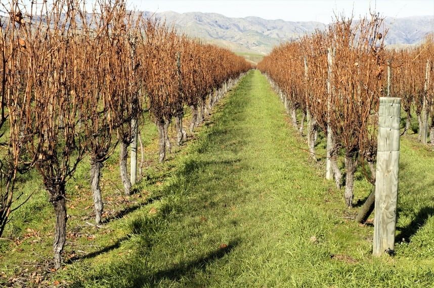 Marlborough Autumn Time vines after harvest