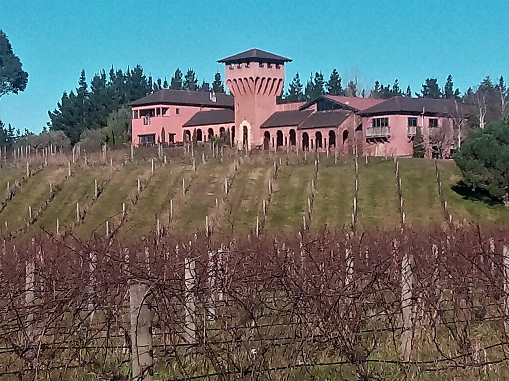 Blenheim vineyards / vineyard tours at Highfield Terravin