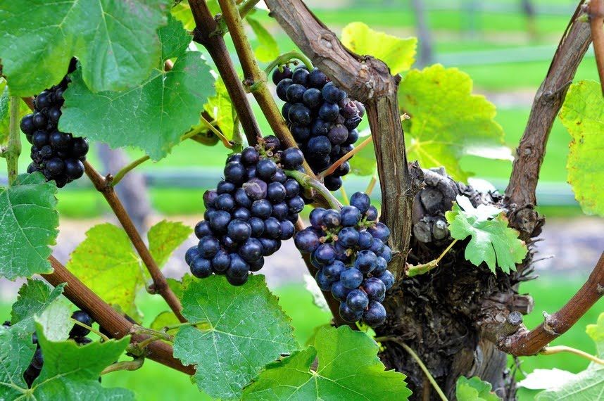 Marlborough Pinot Noir just before harvest