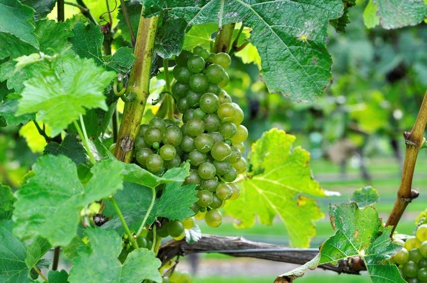 The Ultimate Guide To New Zealand Wines Sauvignon Blanc