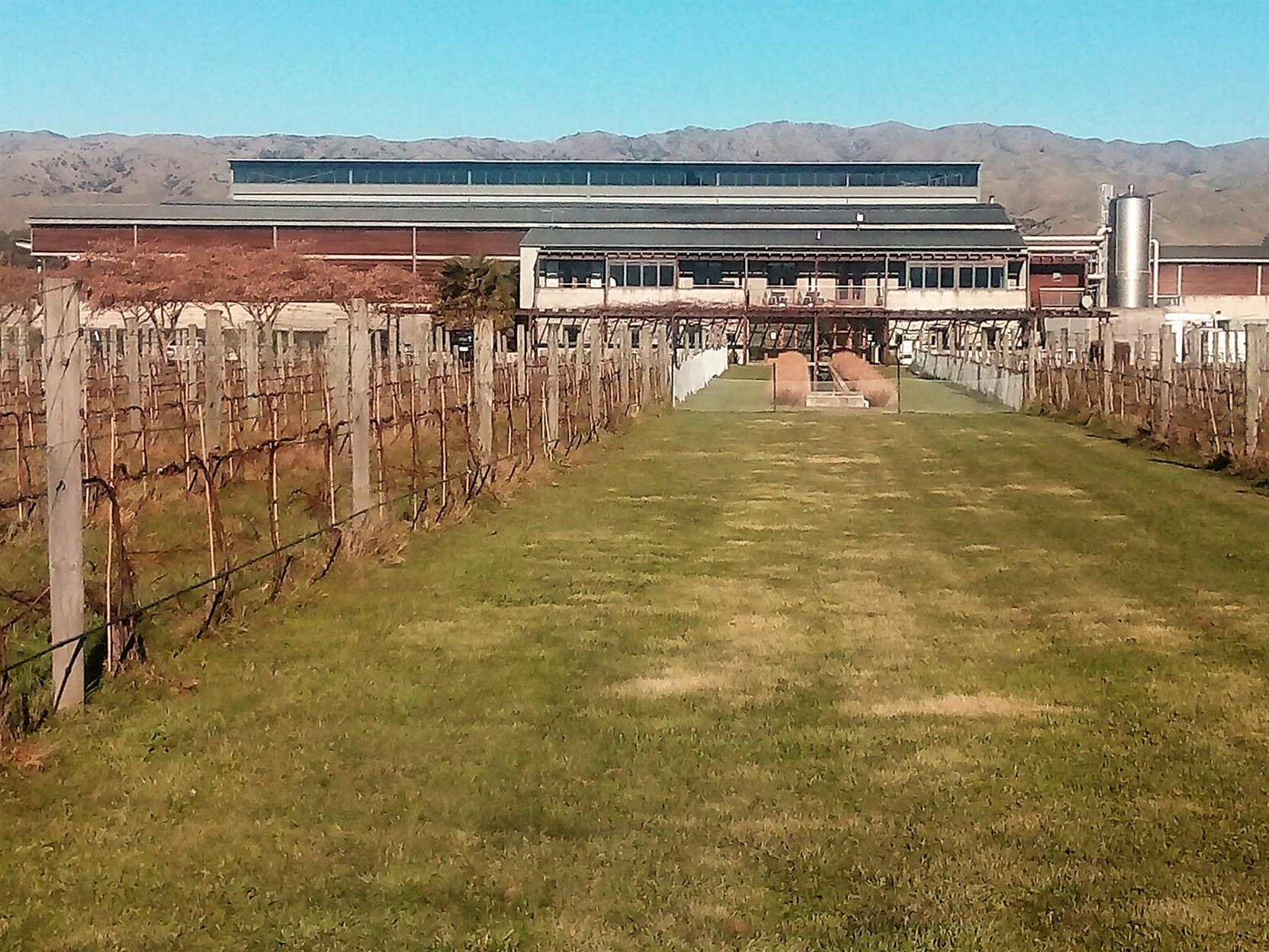 Blenheim vineyards / vineyard tours at Villa Maria