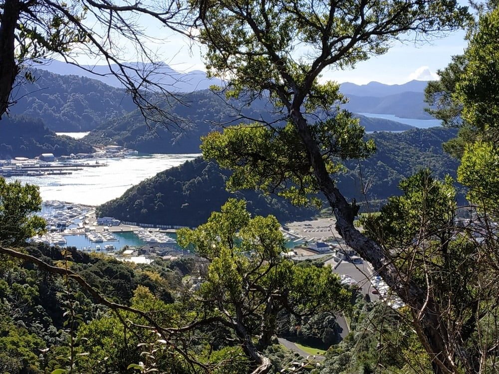 Marlborough-sounds-picton-tours-6