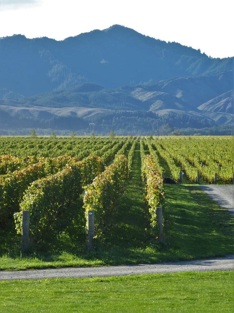 View of the vines and Richmond ranges