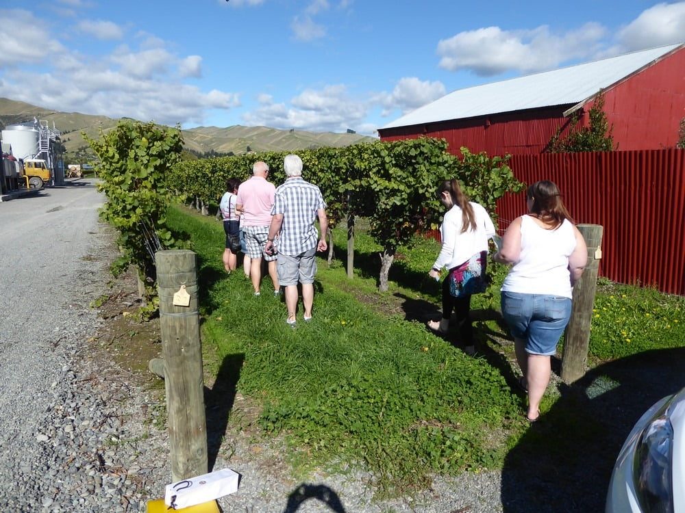 Walking into the vineyard
