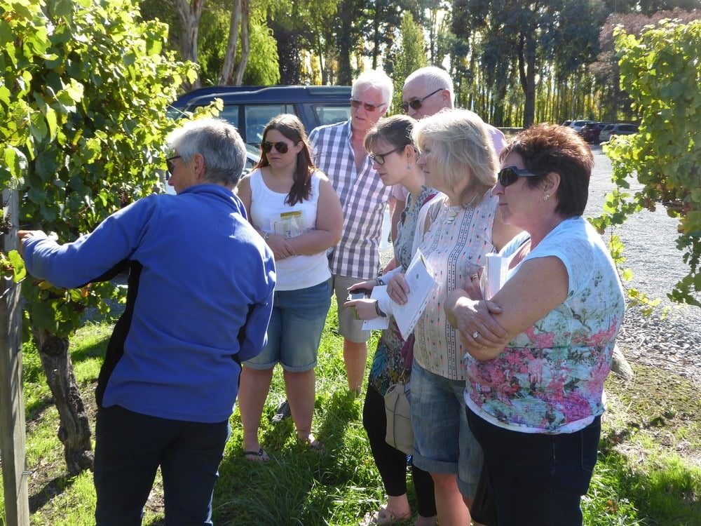 Educating us on the vines and pruning