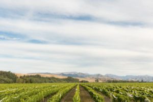 Vineyard-Marlborough-New-Zealand