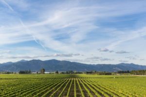 Spy-Valley-Wines-Vineyard-View