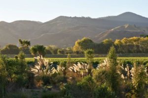 Spy-Valley-Wines-Wetland-Vineyard