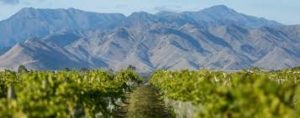 Spy-Valley-wines-view1