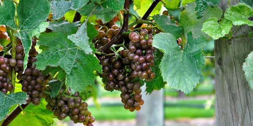 Pinot Gris just before harvest