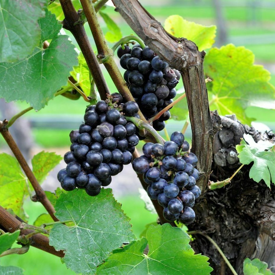 Na-Clachan-ultimate-guide-to-new-zealand-wines-Grape-varieties-Pinot-Noir