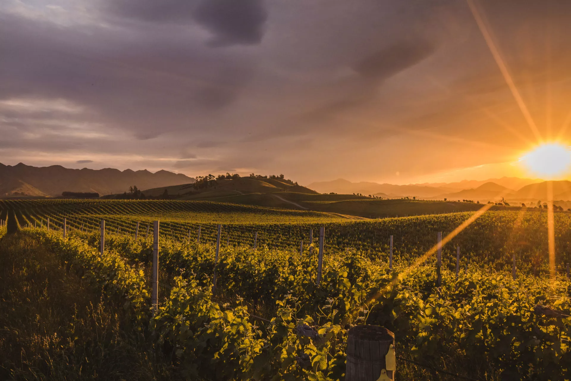 Discovery Wine Tours